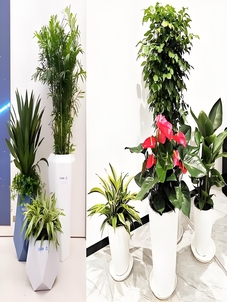 想植物出租？宁波余姚专业团队超靠谱